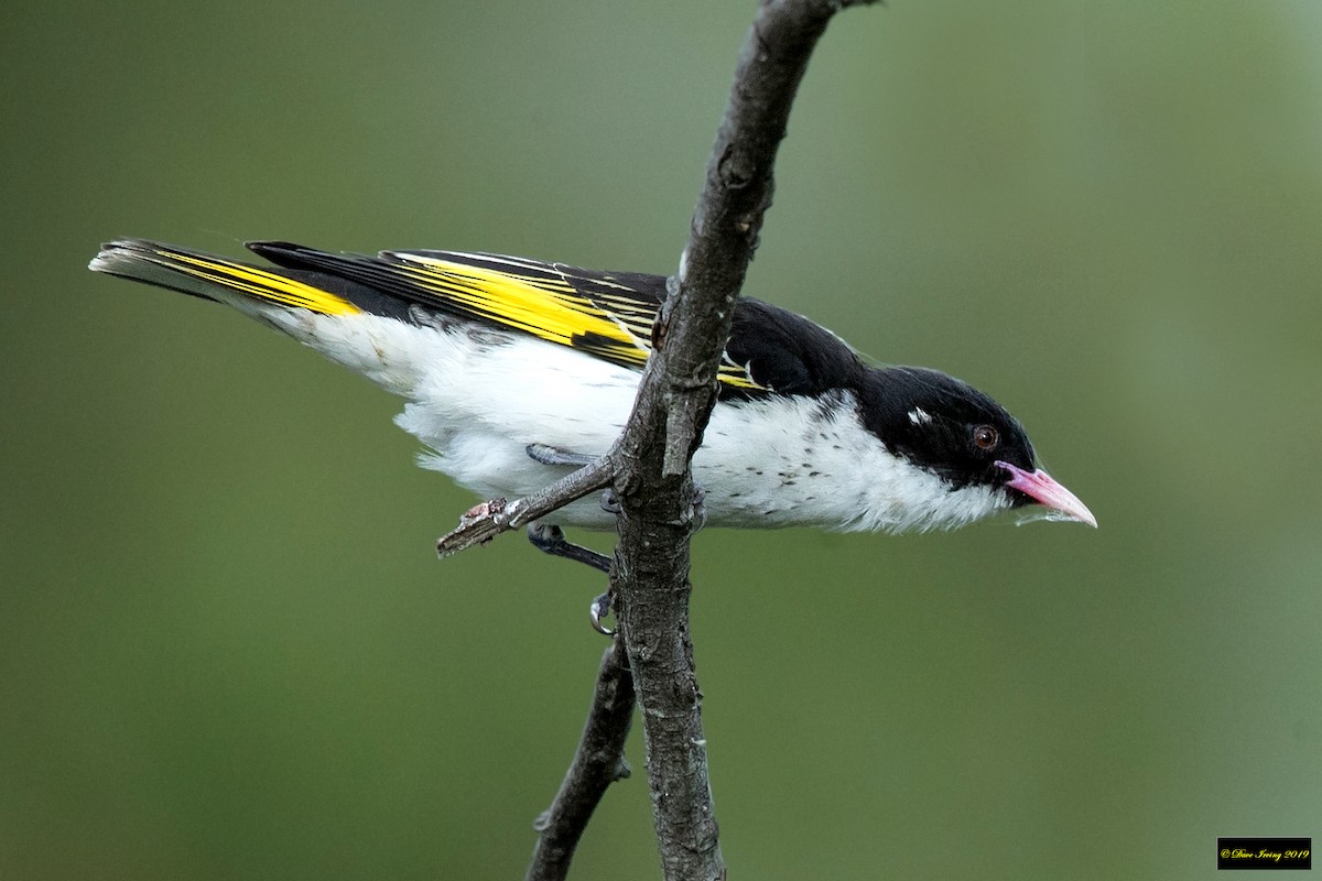 Painted Honeyeater - David Irving