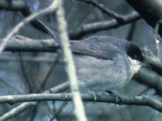 Western Orphean Warbler - Phil Hyde