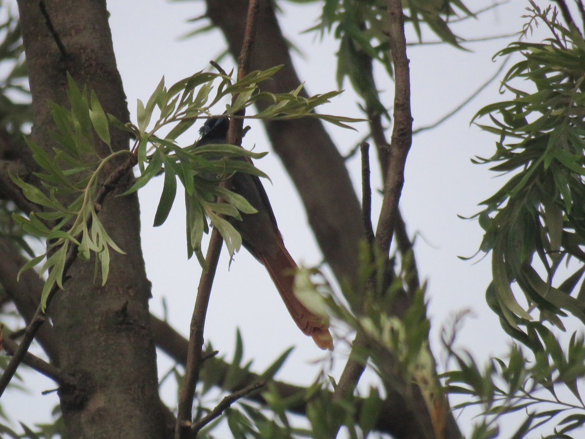 African Paradise-Flycatcher - ML184261331