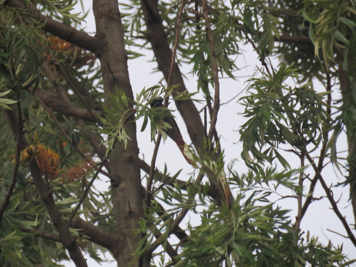 African Paradise-Flycatcher - ML184261341