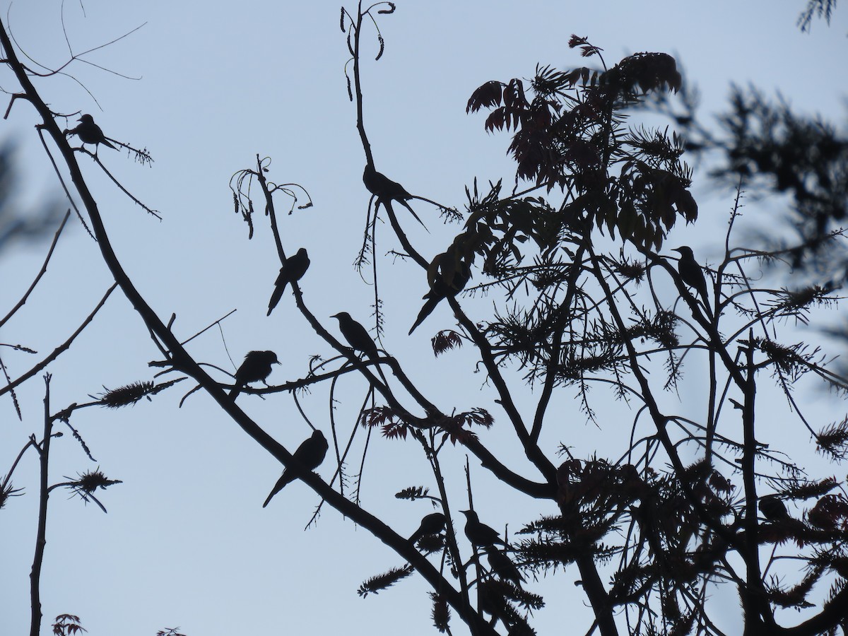 Slender-billed Starling - ML184261521