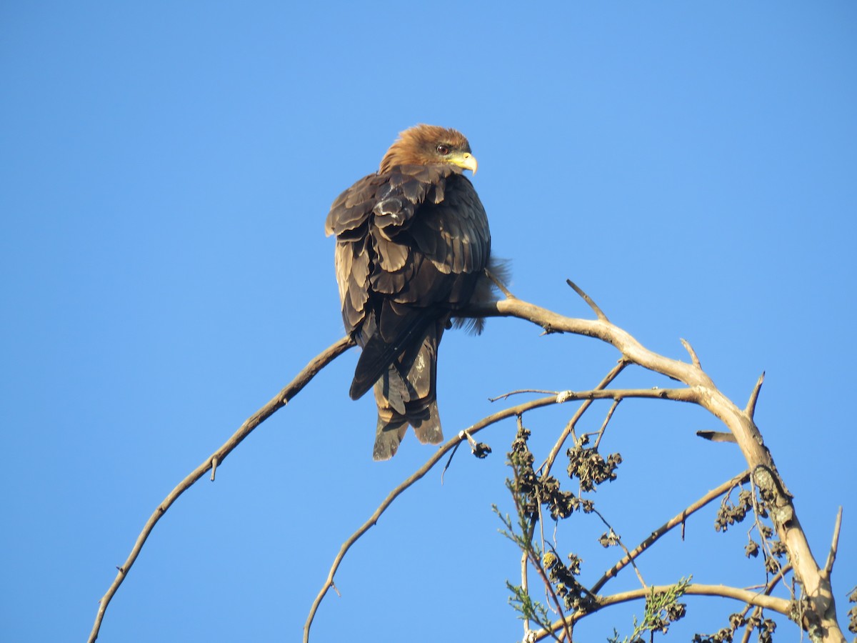 Black Kite - Thomas Brooks