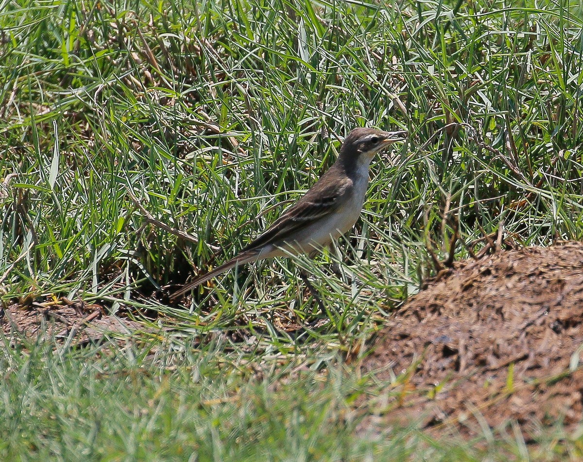 Eastern Yellow Wagtail - ML184261921