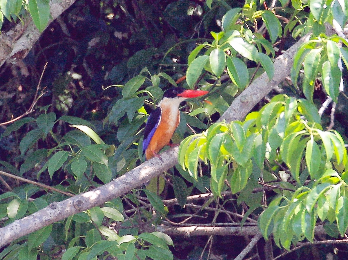 Black-capped Kingfisher - Neoh Hor Kee