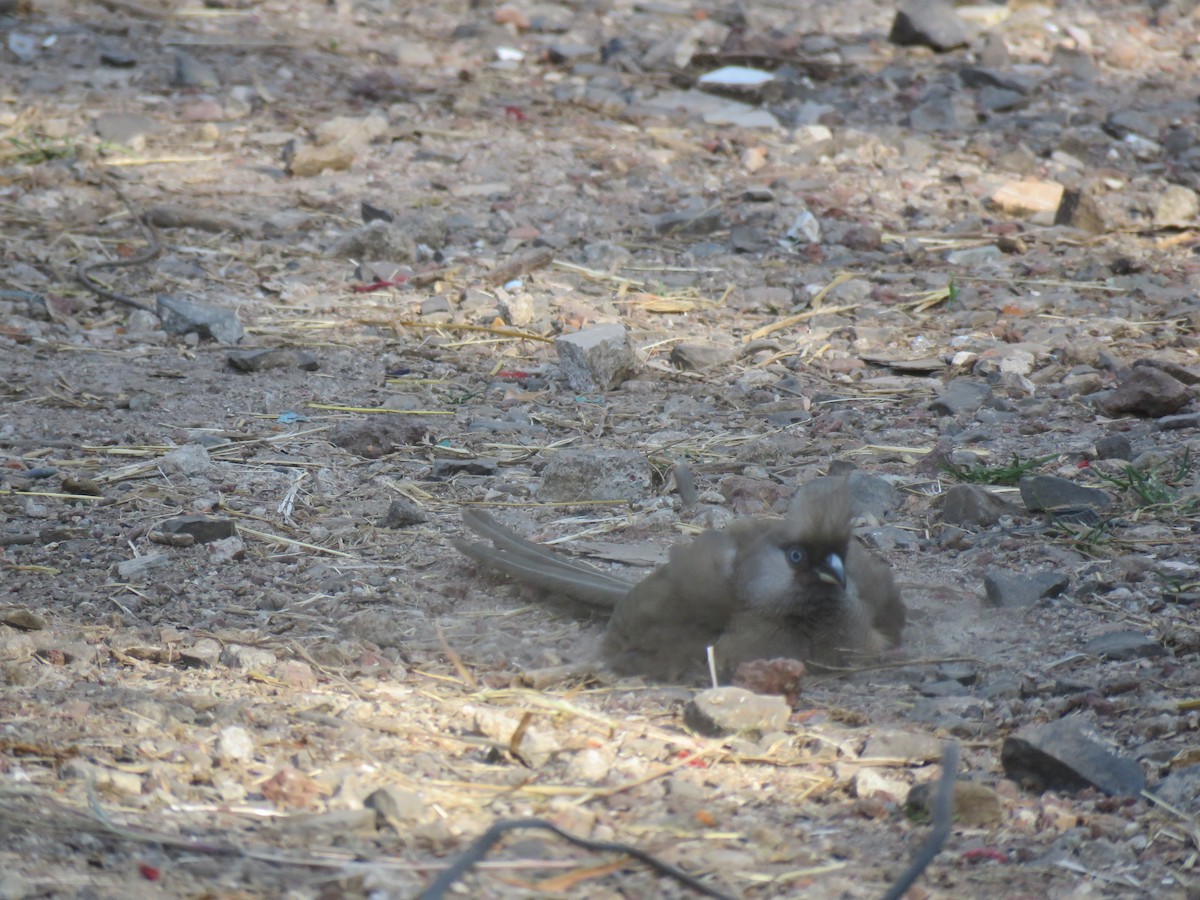 Speckled Mousebird - Thomas Brooks