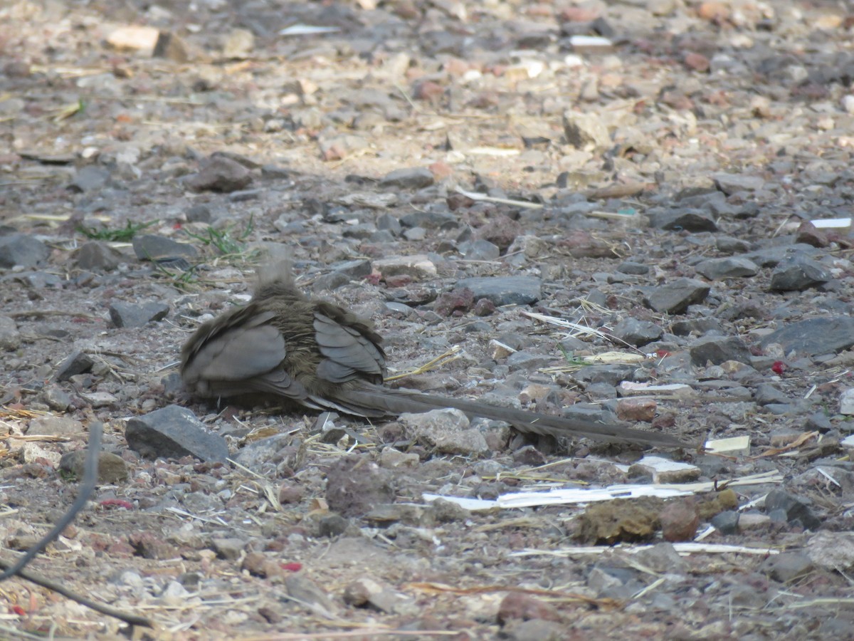 Speckled Mousebird - ML184262411