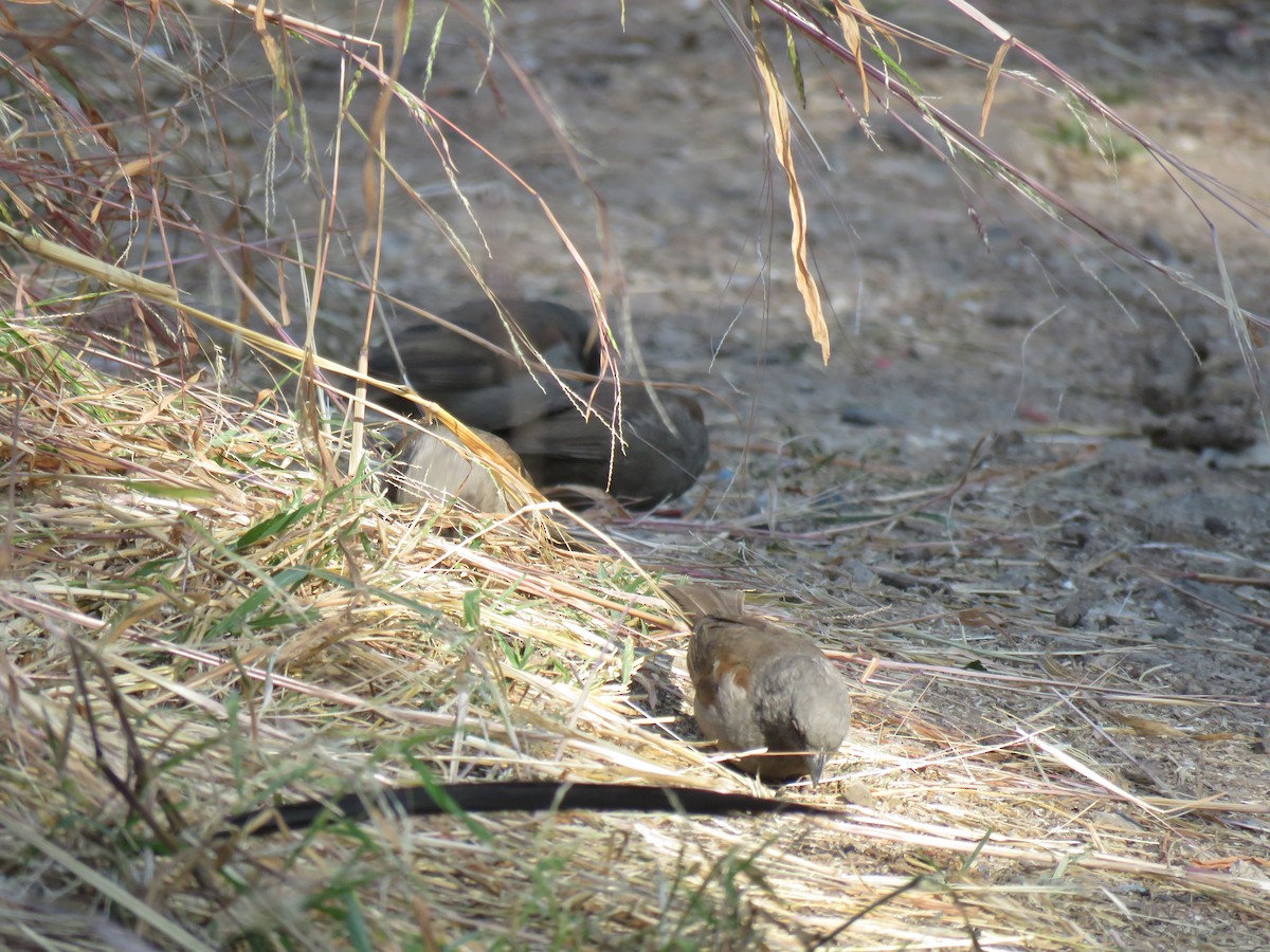 Swainson's Sparrow - ML184262491