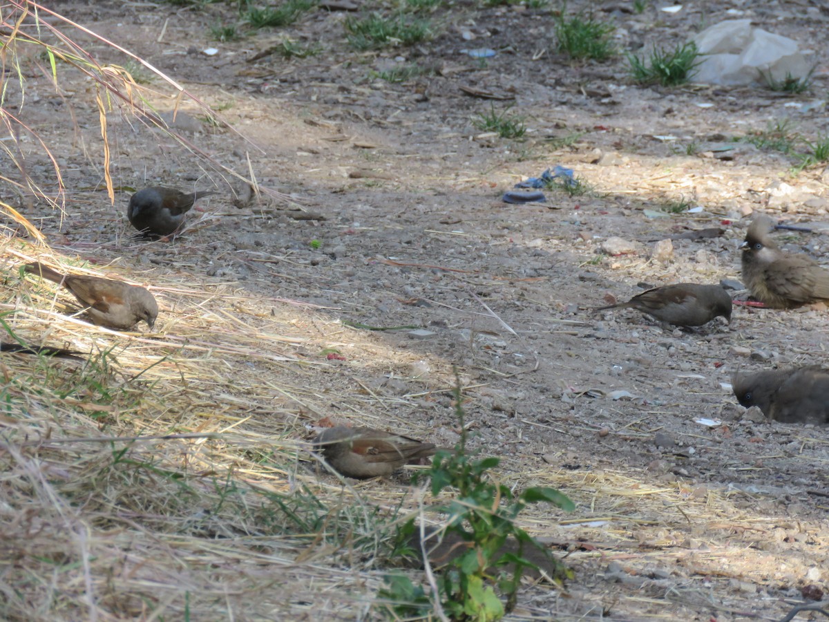 Swainson's Sparrow - ML184262551