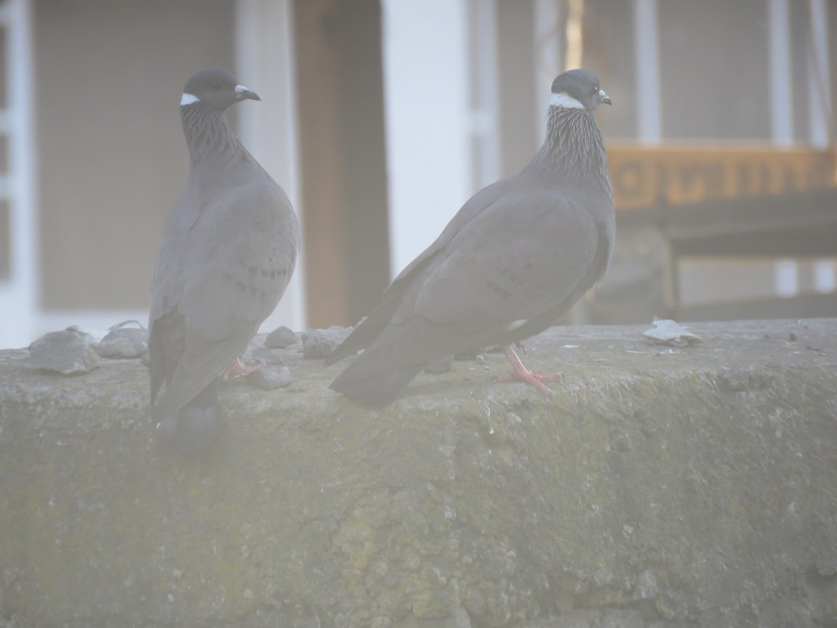 White-collared Pigeon - ML184263131