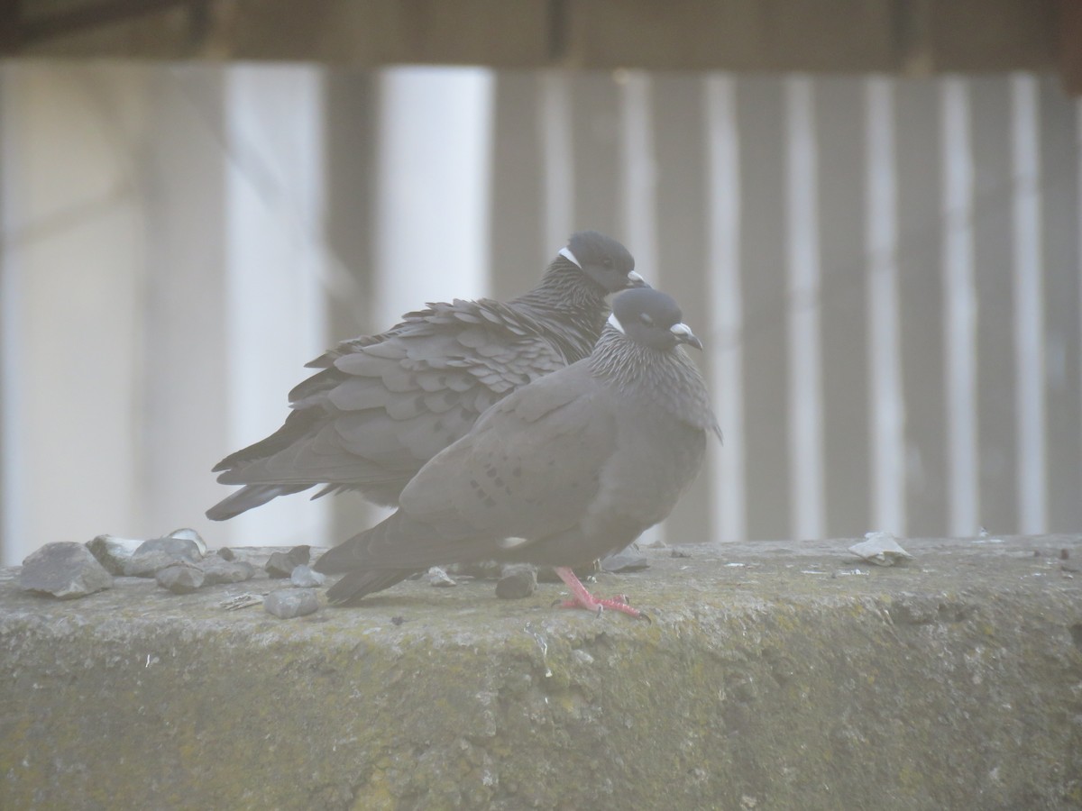 White-collared Pigeon - Thomas Brooks