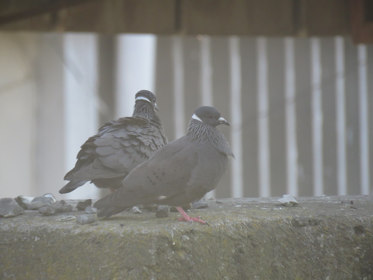 White-collared Pigeon - ML184263151