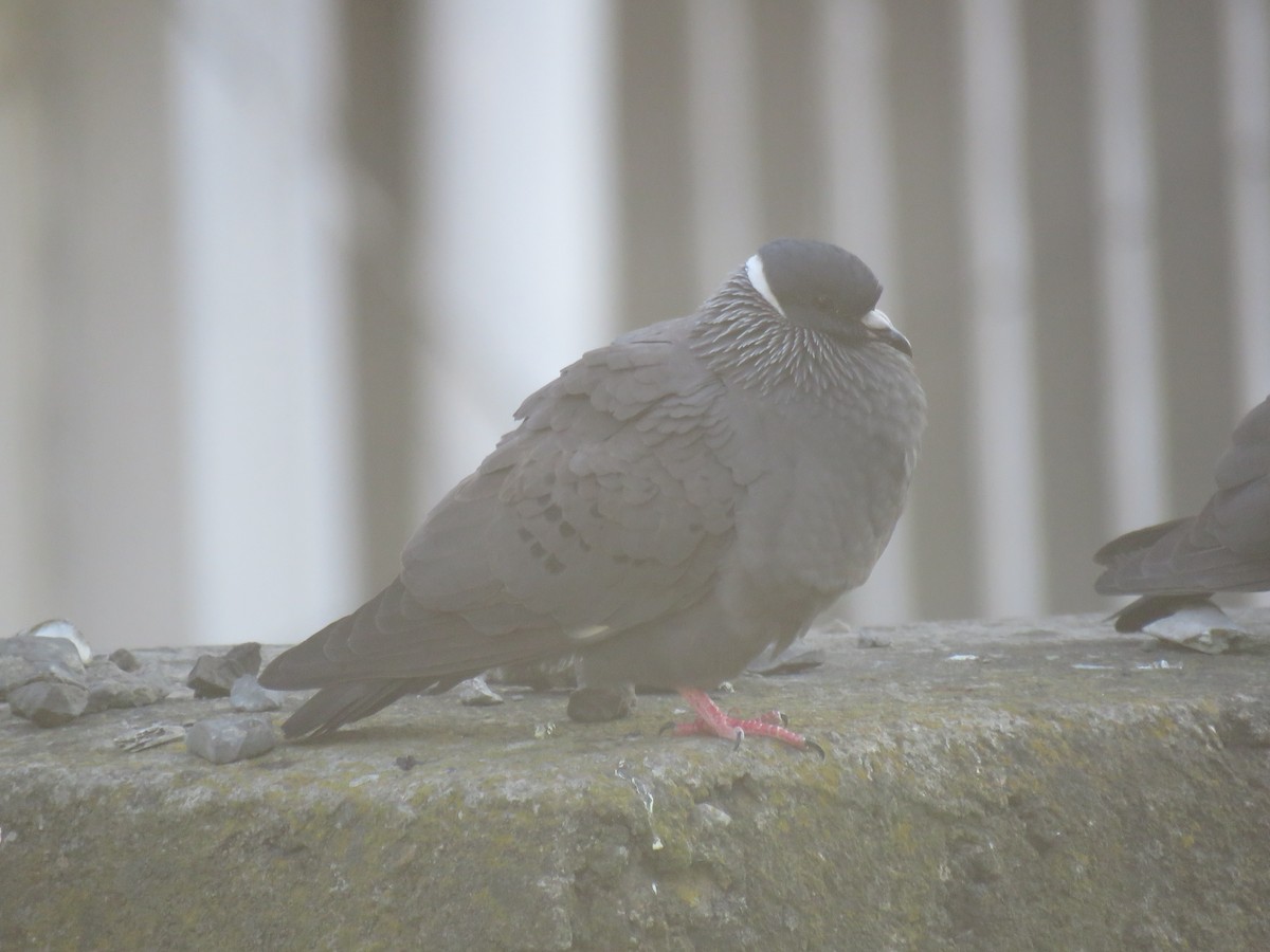 White-collared Pigeon - Thomas Brooks