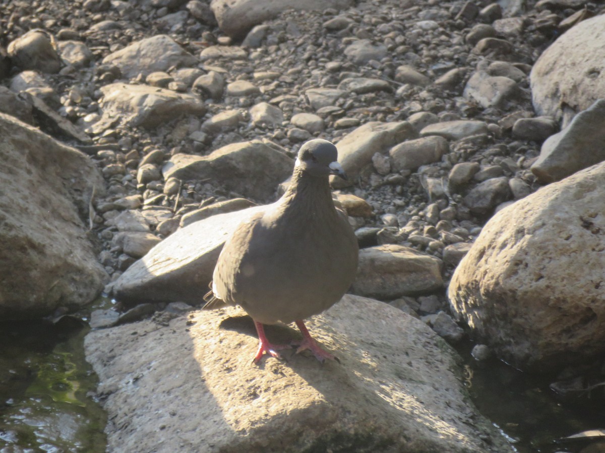 White-collared Pigeon - ML184263191