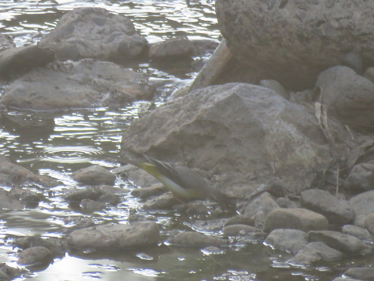 Gray Wagtail - ML184263261