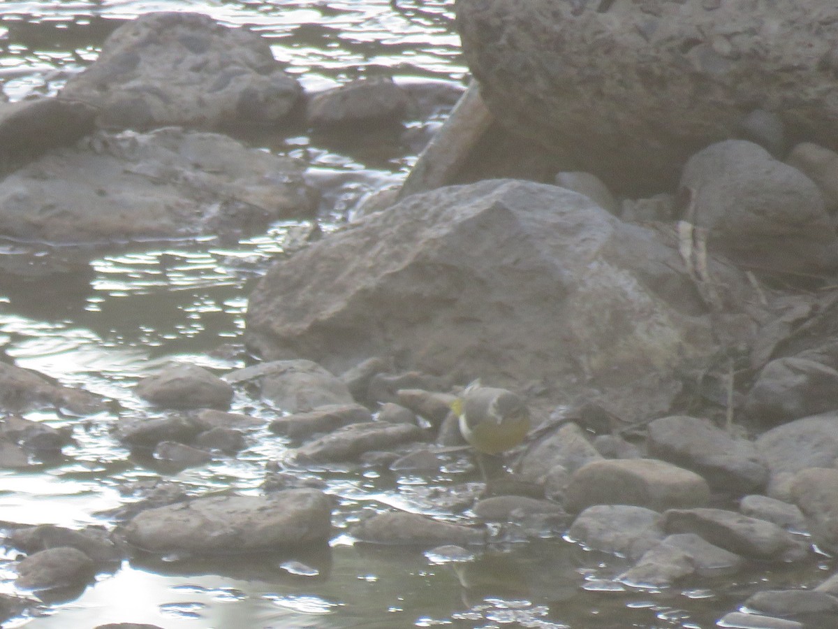 Gray Wagtail - Thomas Brooks