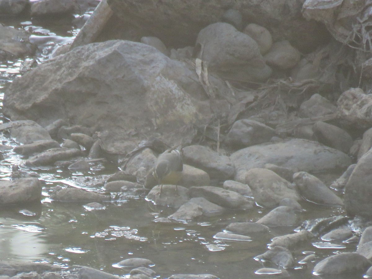 Gray Wagtail - ML184263281