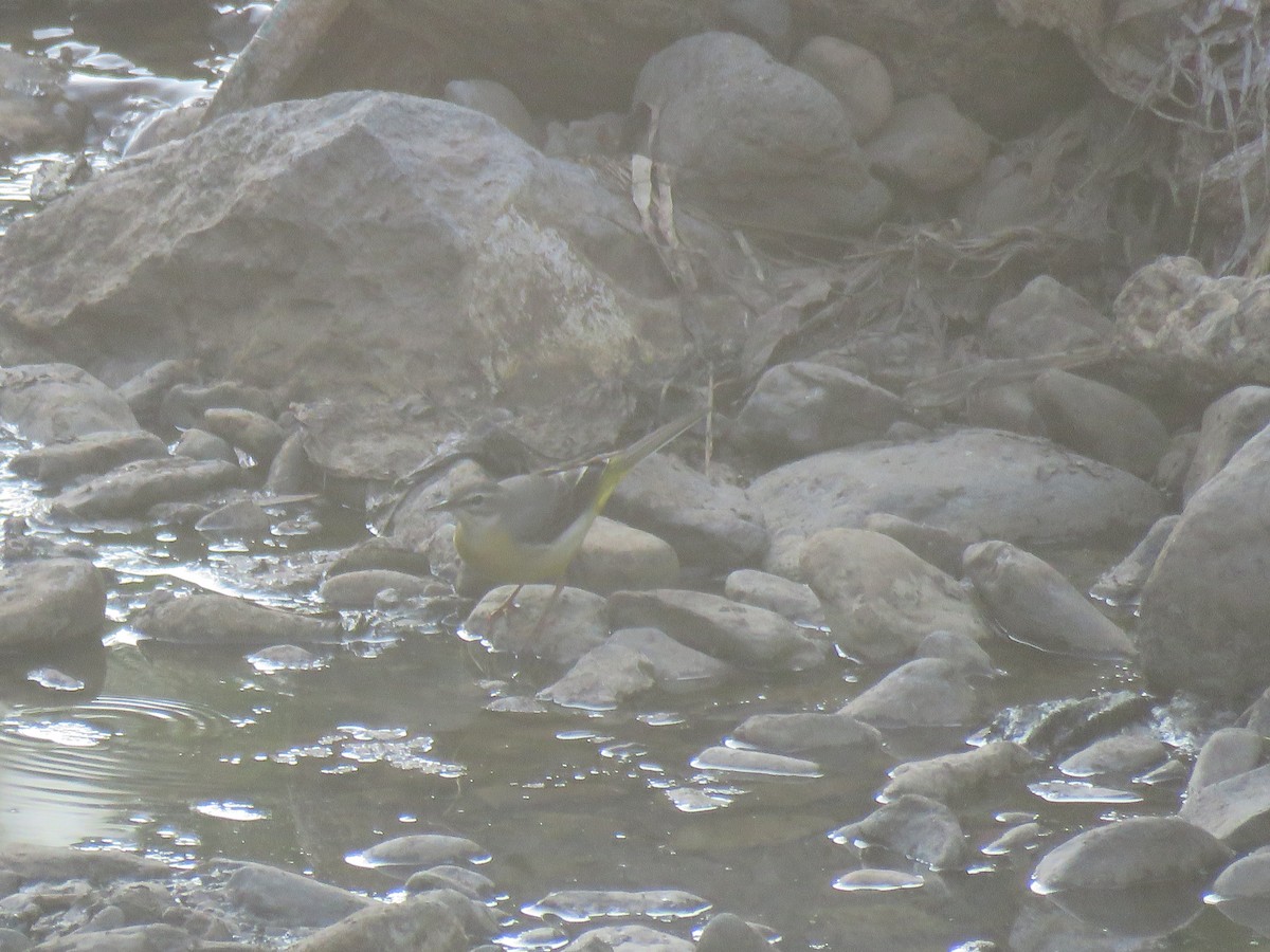 Gray Wagtail - Thomas Brooks