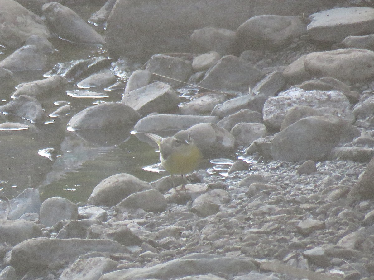 Gray Wagtail - Thomas Brooks