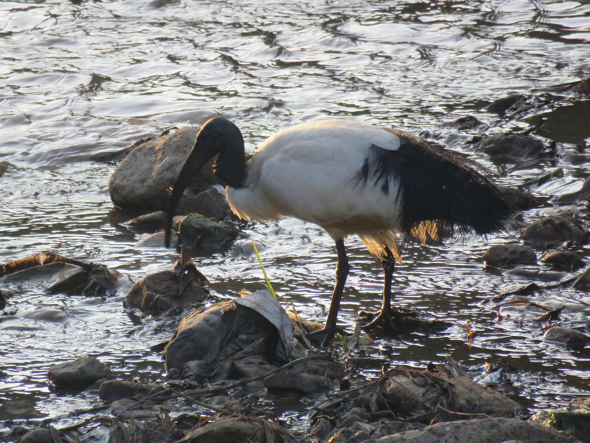 African Sacred Ibis - Thomas Brooks