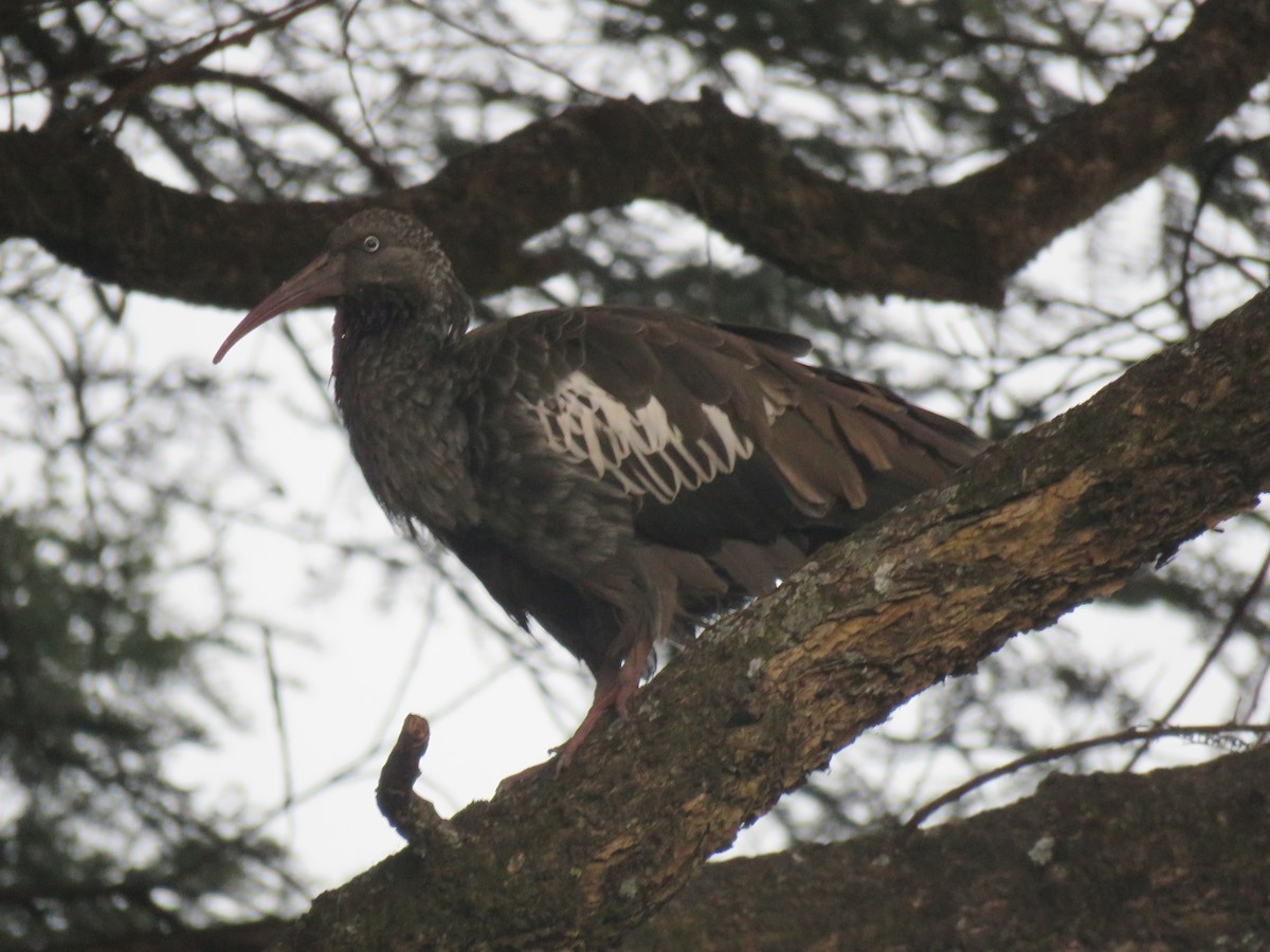 Wattled Ibis - Thomas Brooks