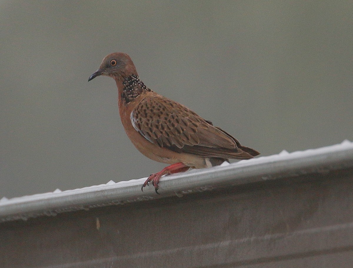 Spotted Dove - Neoh Hor Kee