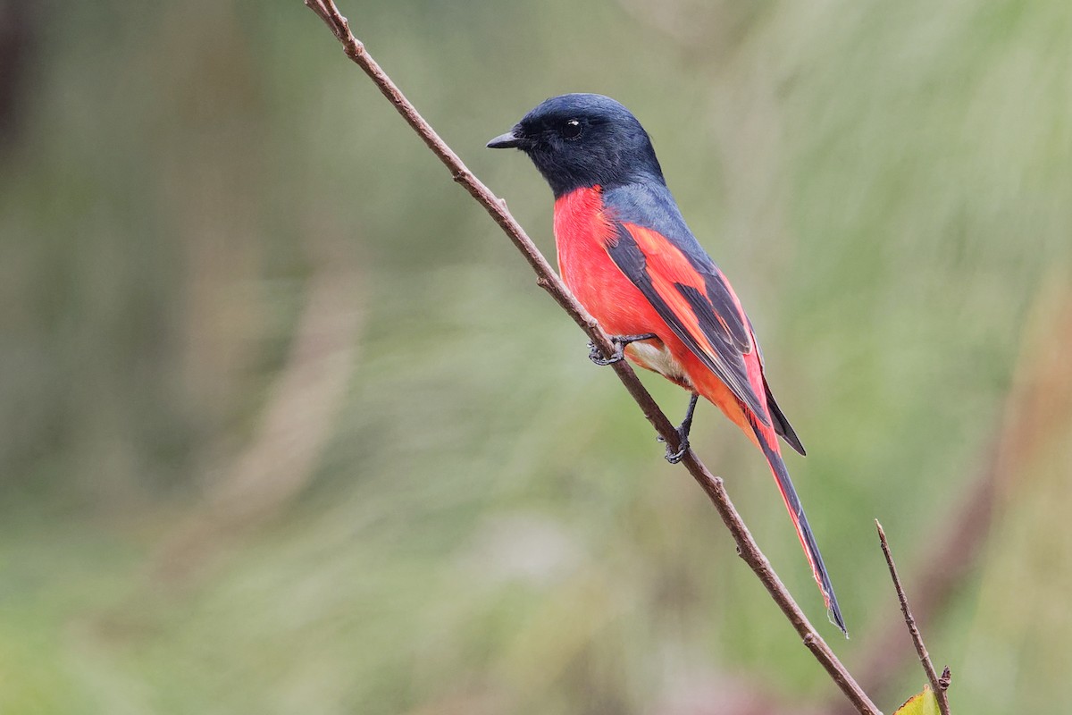 Long-tailed Minivet - Vincent Wang