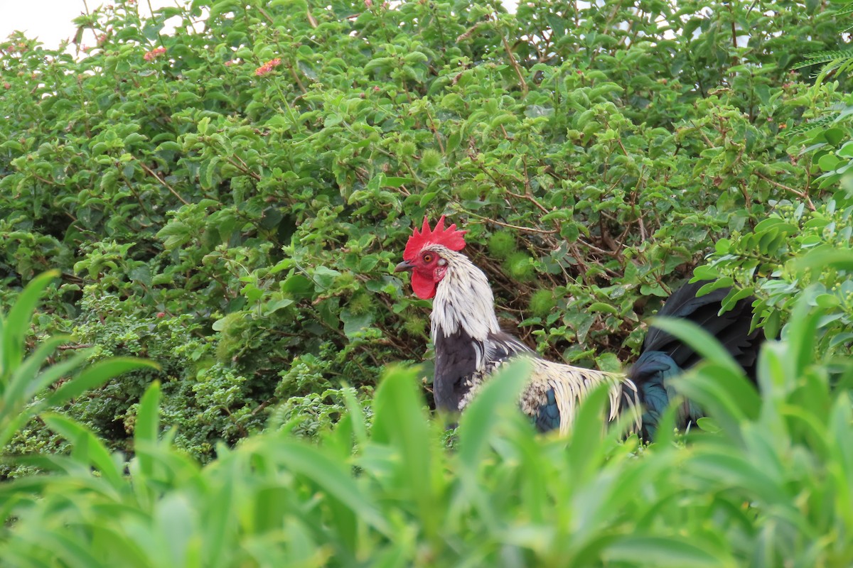 Red Junglefowl (Domestic type) - ML184265661