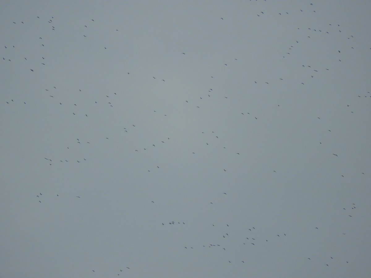 Oriental Pratincole - ML184267401