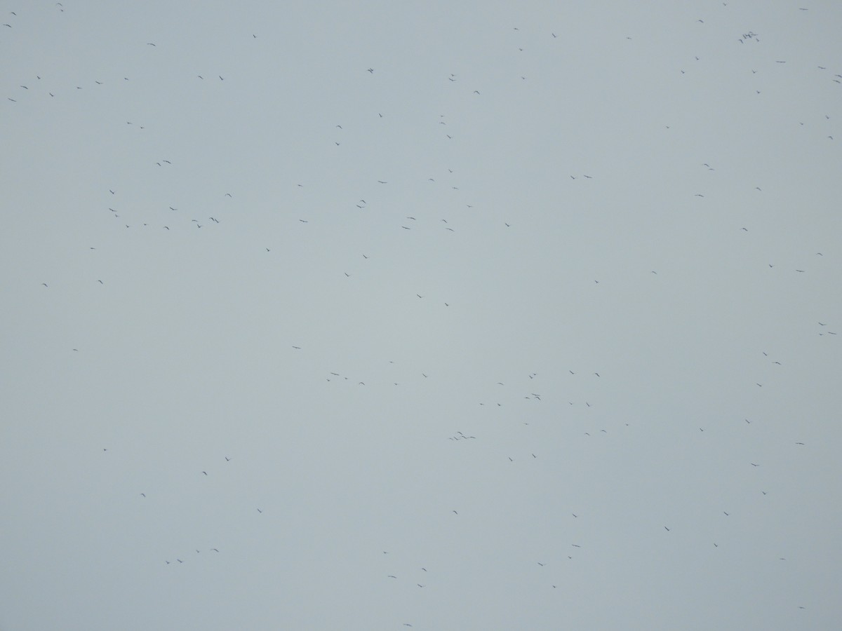 Oriental Pratincole - ML184267441