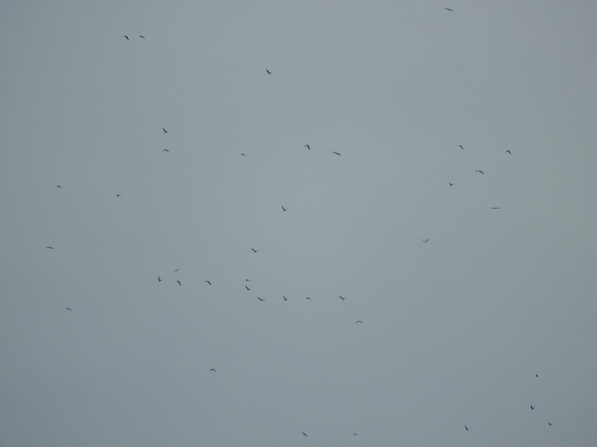 Oriental Pratincole - ML184267451