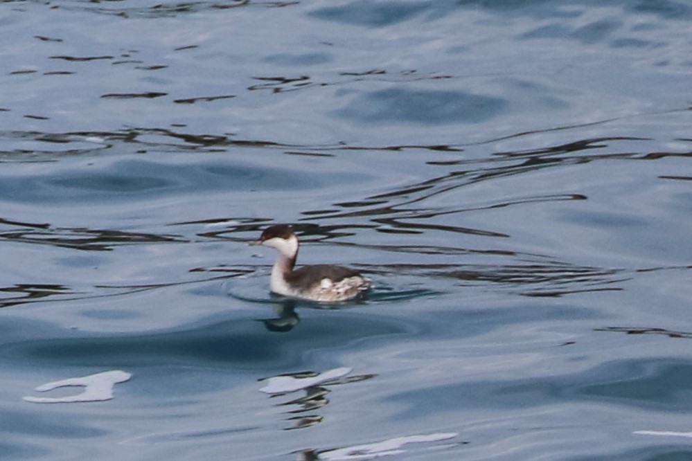 Horned Grebe - ML184269771