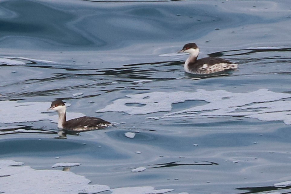 Horned Grebe - ML184269781