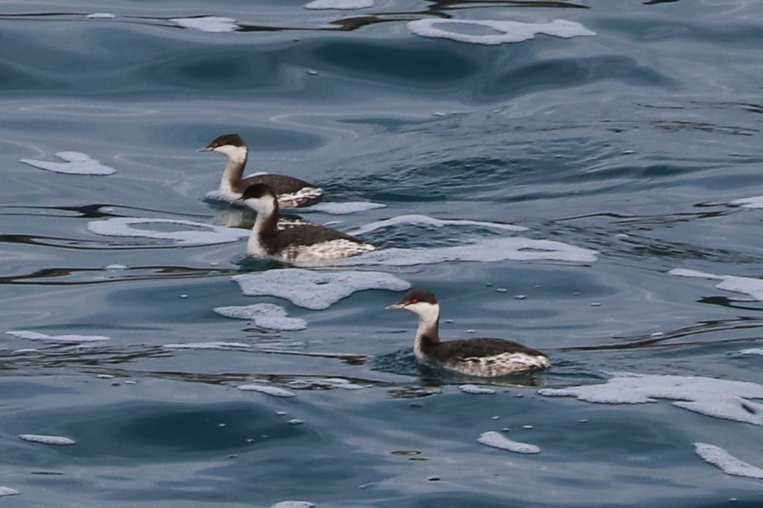 Horned Grebe - ML184269791