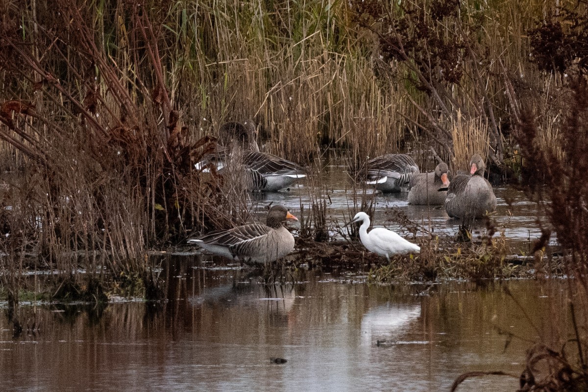 Little Egret (Western) - ML184272861