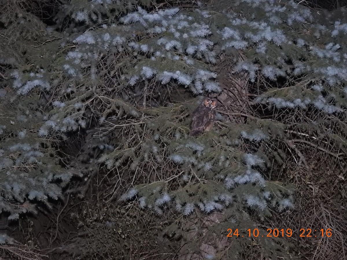 Long-eared Owl - ML184273611