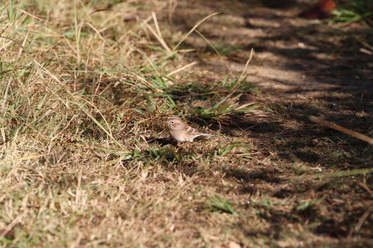 Field Sparrow - ML184273811