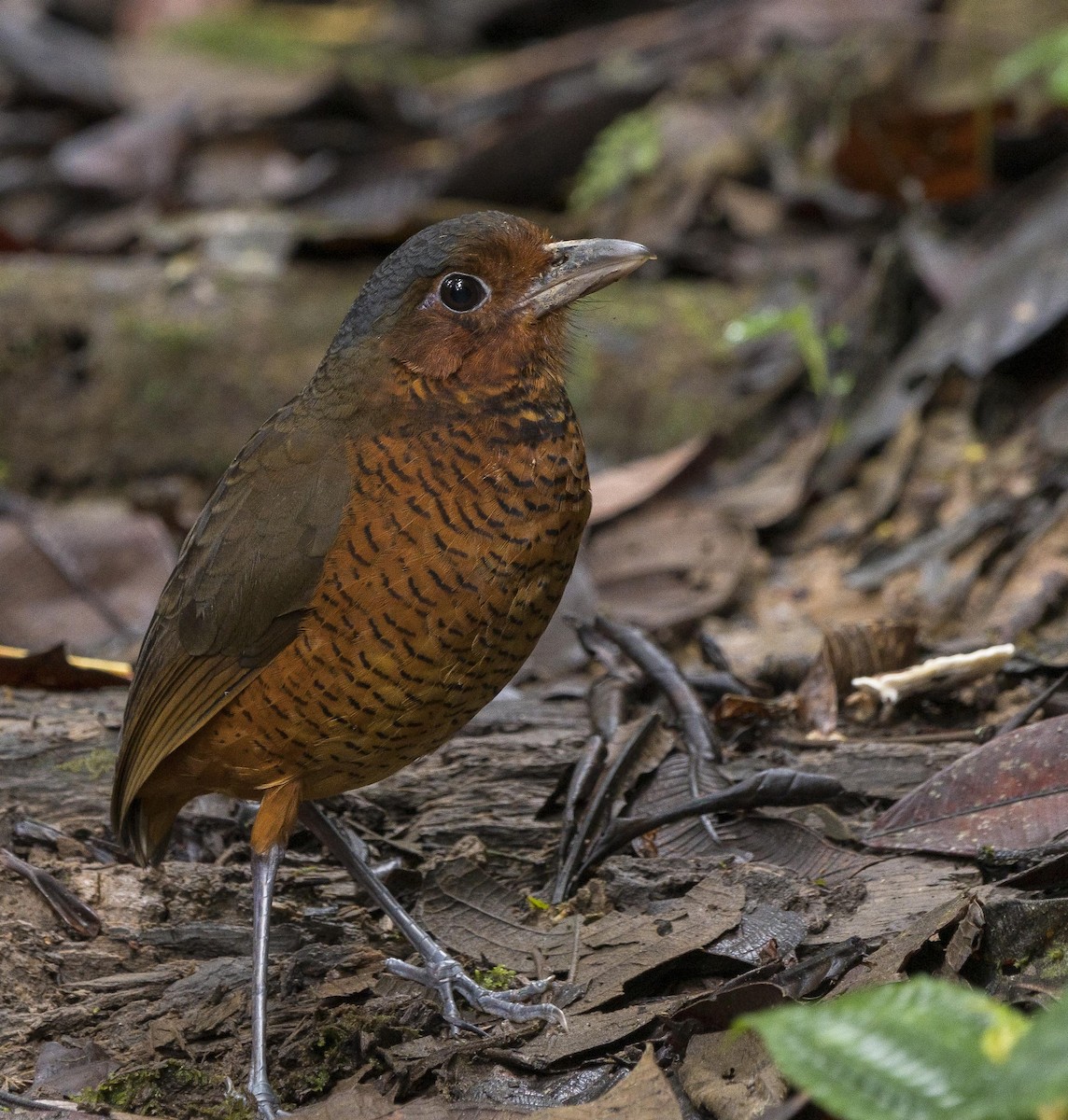 Giant Antpitta - Ian Routley