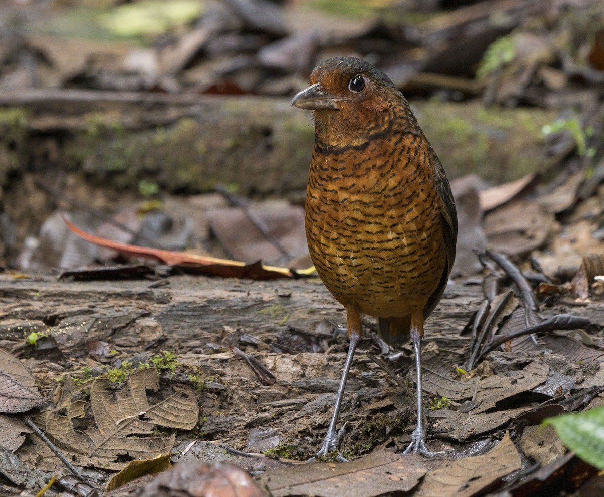 Giant Antpitta - Ian Routley