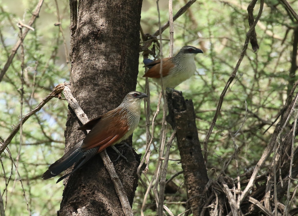 White-browed Coucal - ML184274851