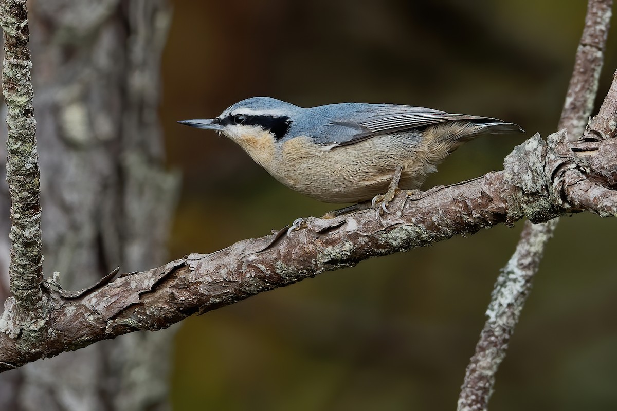 Yunnan Nuthatch - Vincent Wang