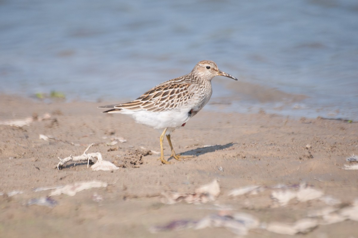 Pectoral Sandpiper - ML184276071