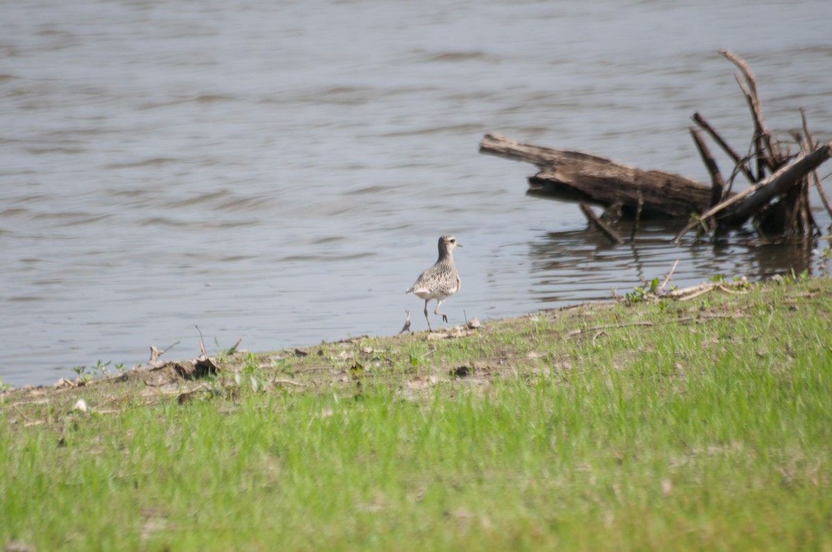 American Golden-Plover - ML184276121