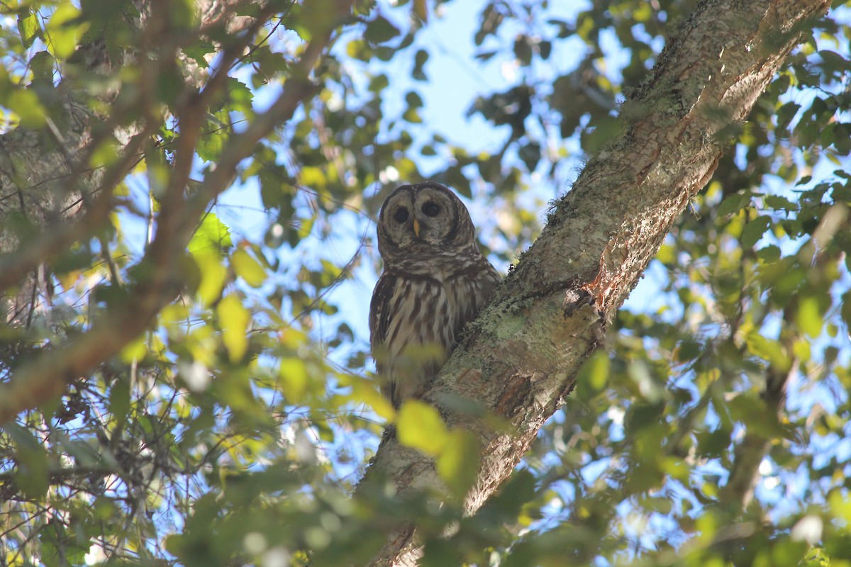 Barred Owl - ML184277781
