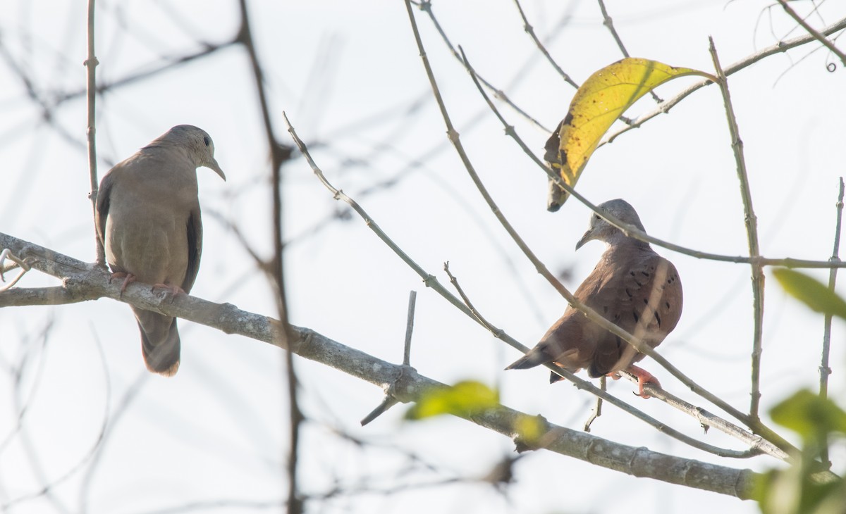 White-tipped Dove - ML184278761