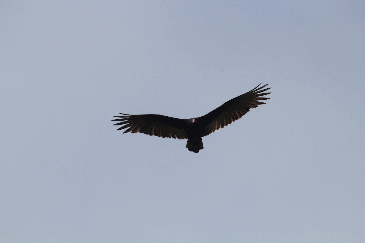 Turkey Vulture - ML184281341