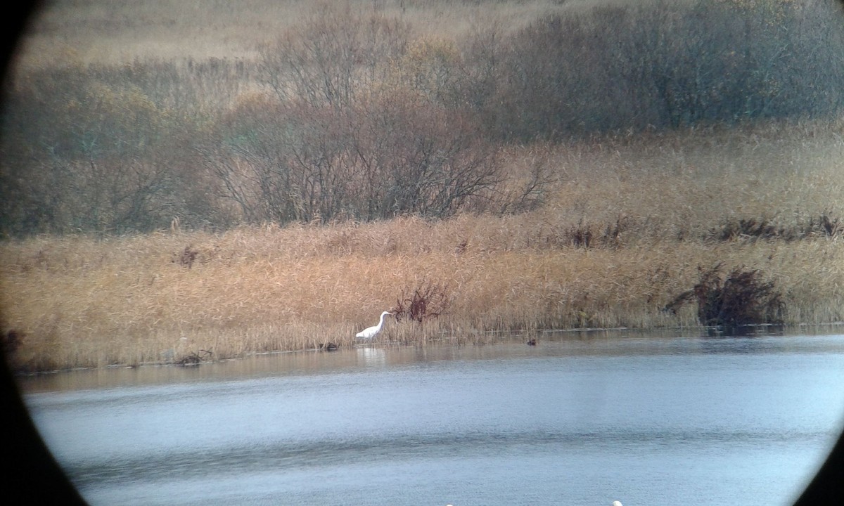 Great Egret (alba) - ML184281401