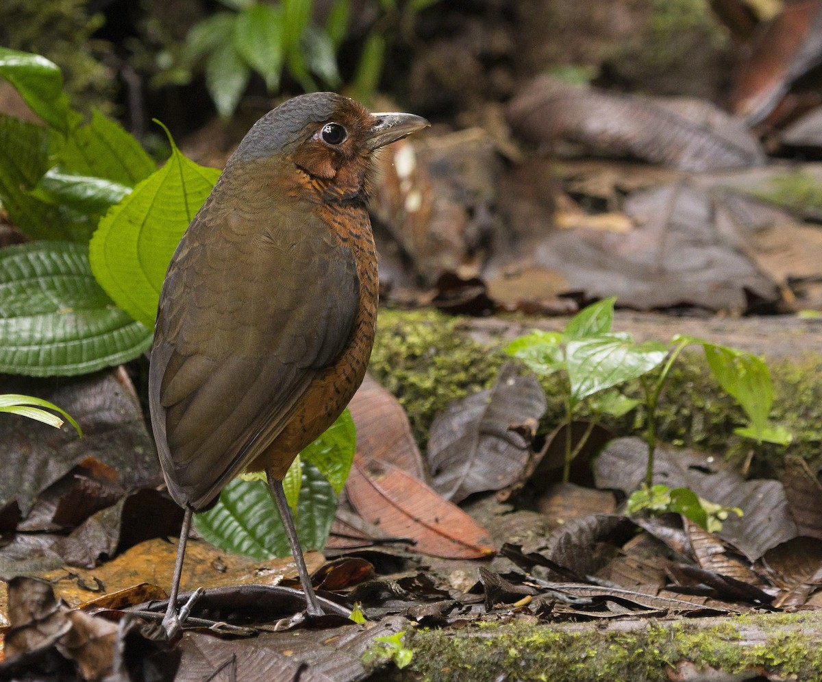 Giant Antpitta - ML184282011