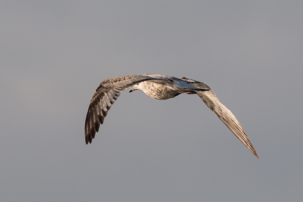 Common Gull - Dina Nesterkova