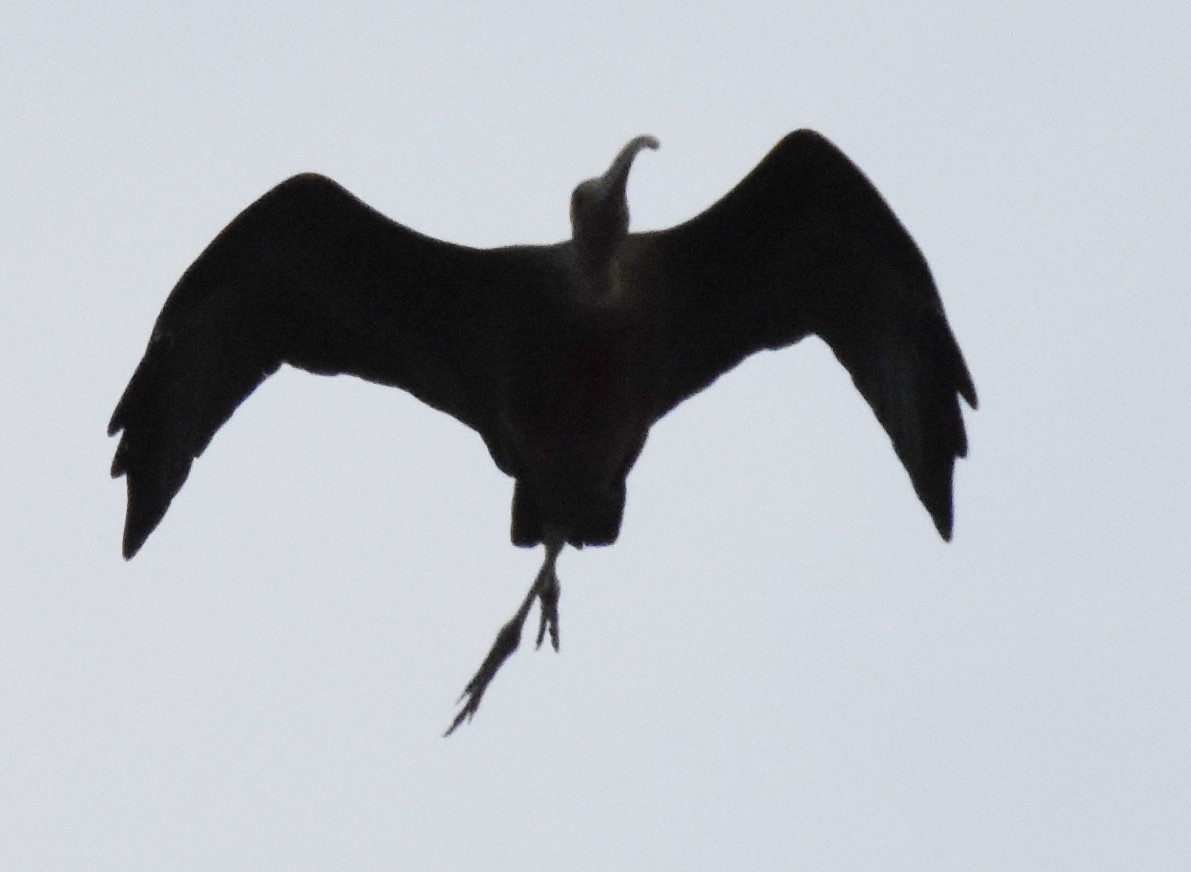 ibis tmavý - ML184282931