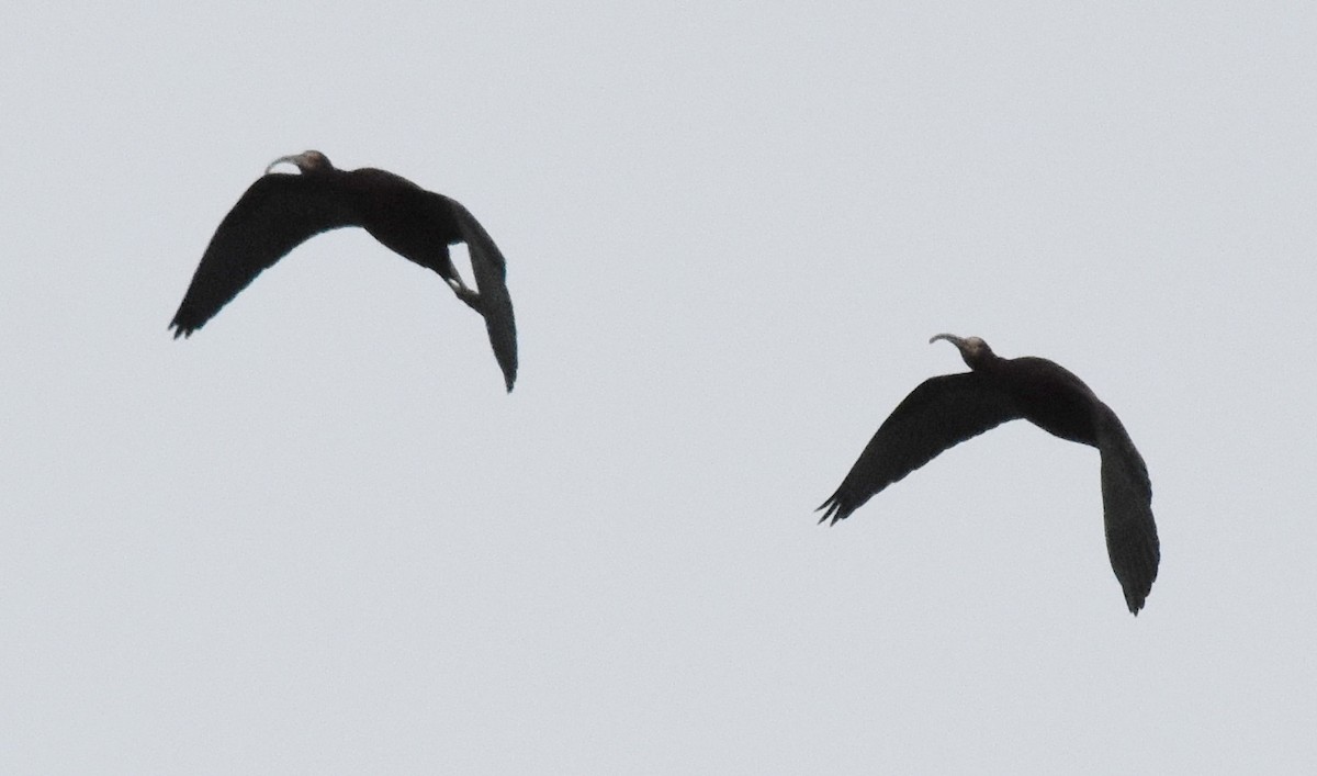 ibis tmavý - ML184282941
